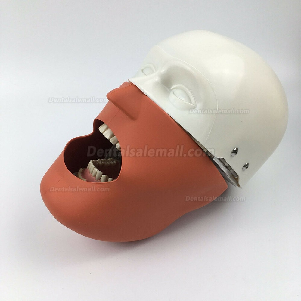 Jingle JG-C1 Dental Manikin Phantom Head Clamp Type Typodont Compatible with Nissin Kilgore/ Frasaco